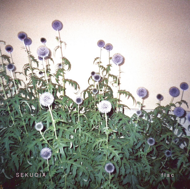 Sekuoia - flac CD-Kritik